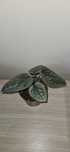 Anthurium Luxurians