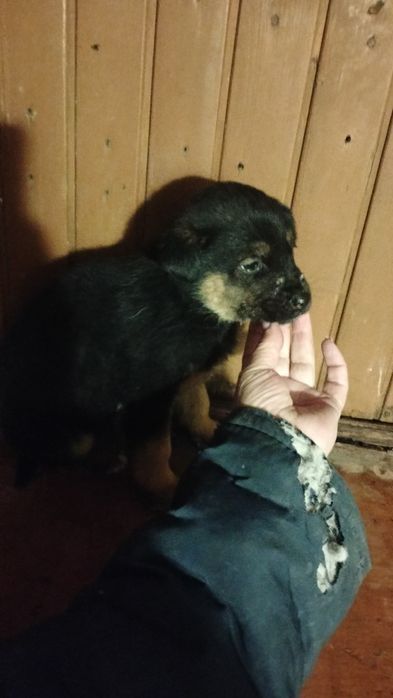 Щенки европейской овчарки