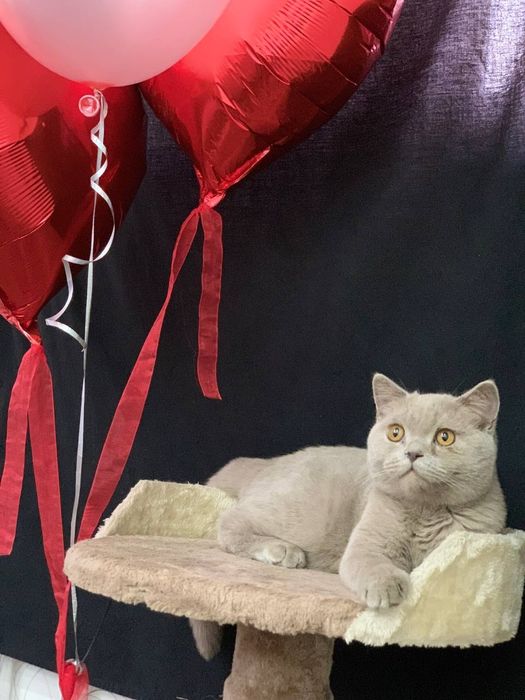 Лиловый мальчик страйт