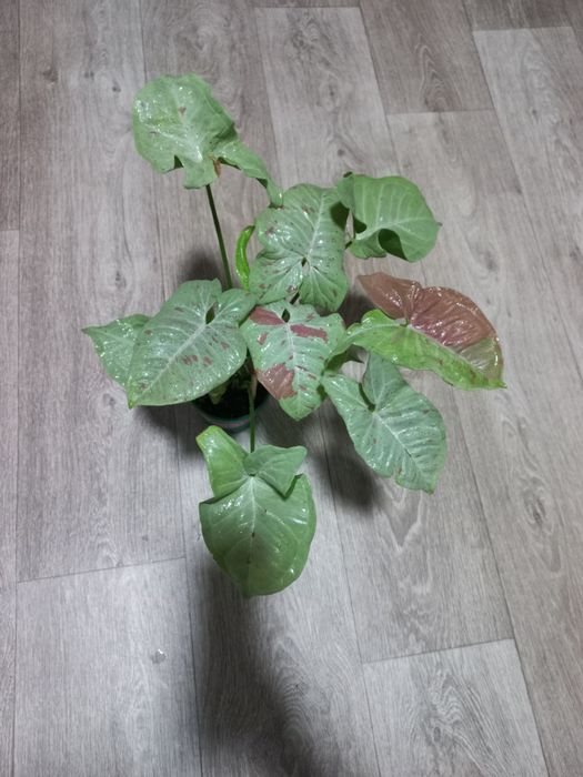 Продаётся Сингониум