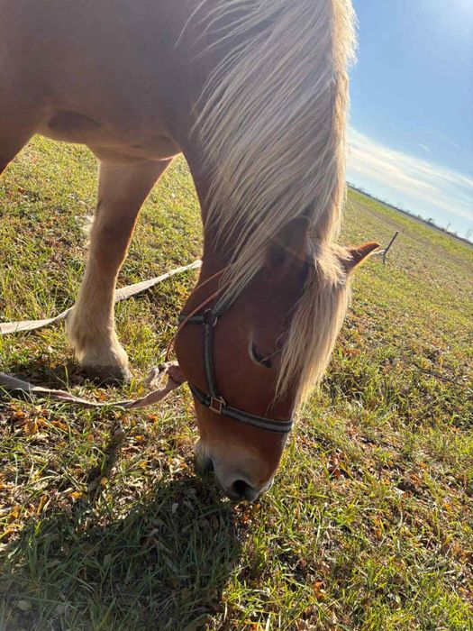 Vand doua iepe Blonde