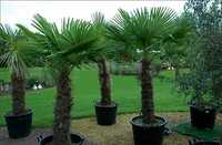 Palmieri rezistenți la ger , vand plante ornamentale exotice