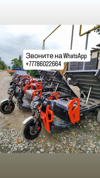 Муравей новый гарантий