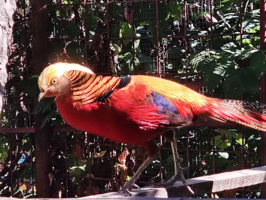 Fazani aurii pe roșu