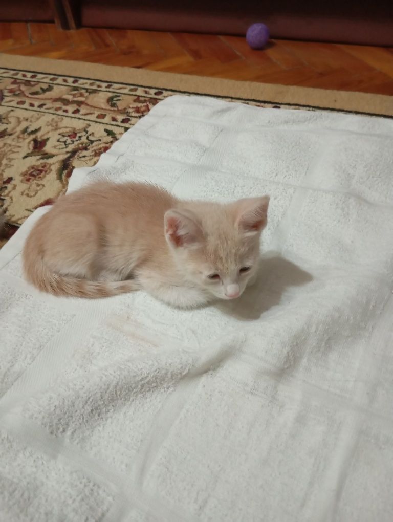 Котята бесплатно