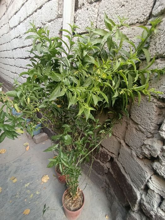 Мушкамбар кўчати Ночной жасмин