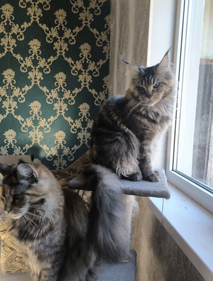 Мейн Кун котёнок девочка