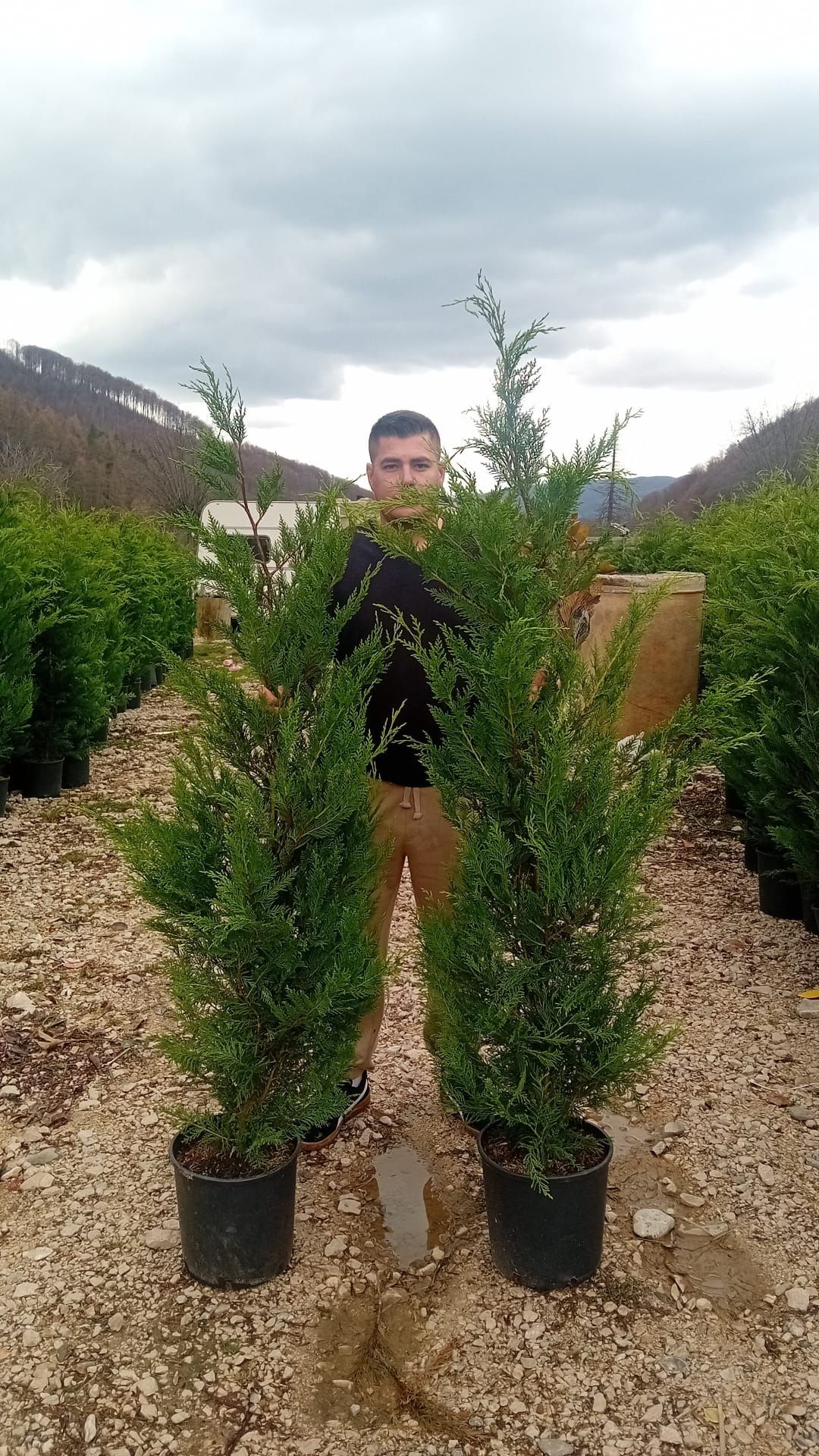 Vând chiparos leylandii plantă pentru crearea unui gard viu