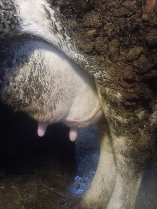 Vaca baltata germana  8 ani