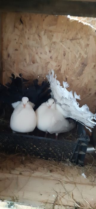 Porumbei voltați indieni si simpli toate culorile