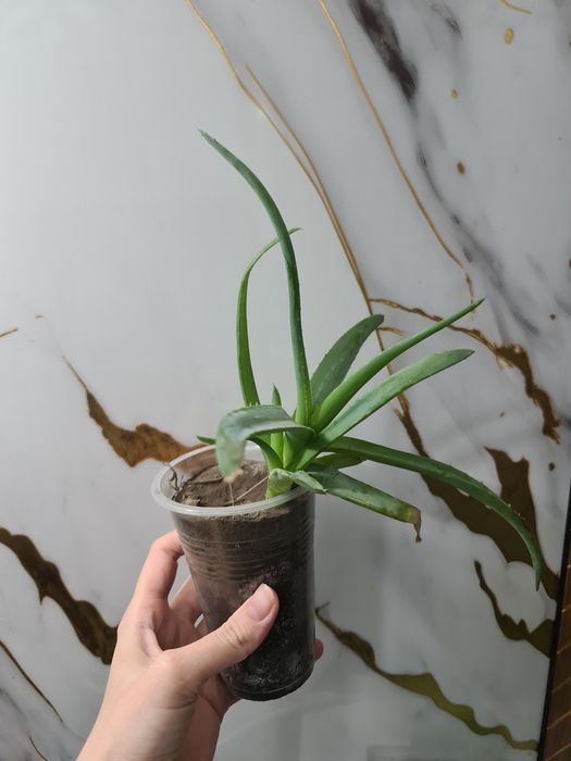 Обмен алое на другие растения