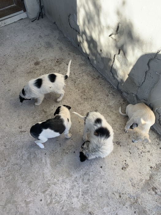 Donez 5 catelusi