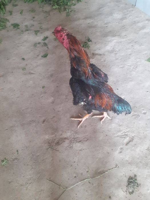 Kulangi xòroz xolati alo 1.5 yilik