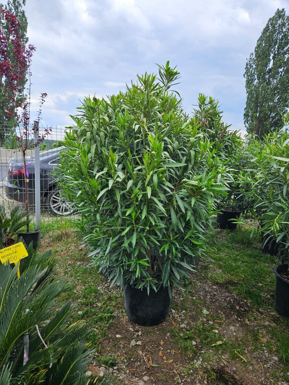 Leandru tufa nerium oleander