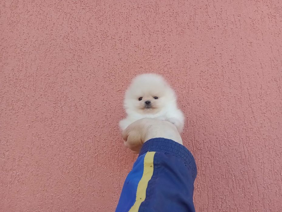 Миниатюрни мини Померани. Реални снимки!
Мъжки Померани. Реални снимки