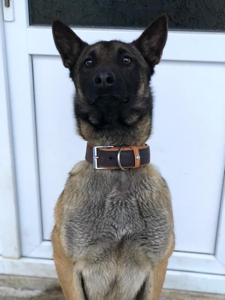 Mascul de Ciobanesc Belgian Malinois