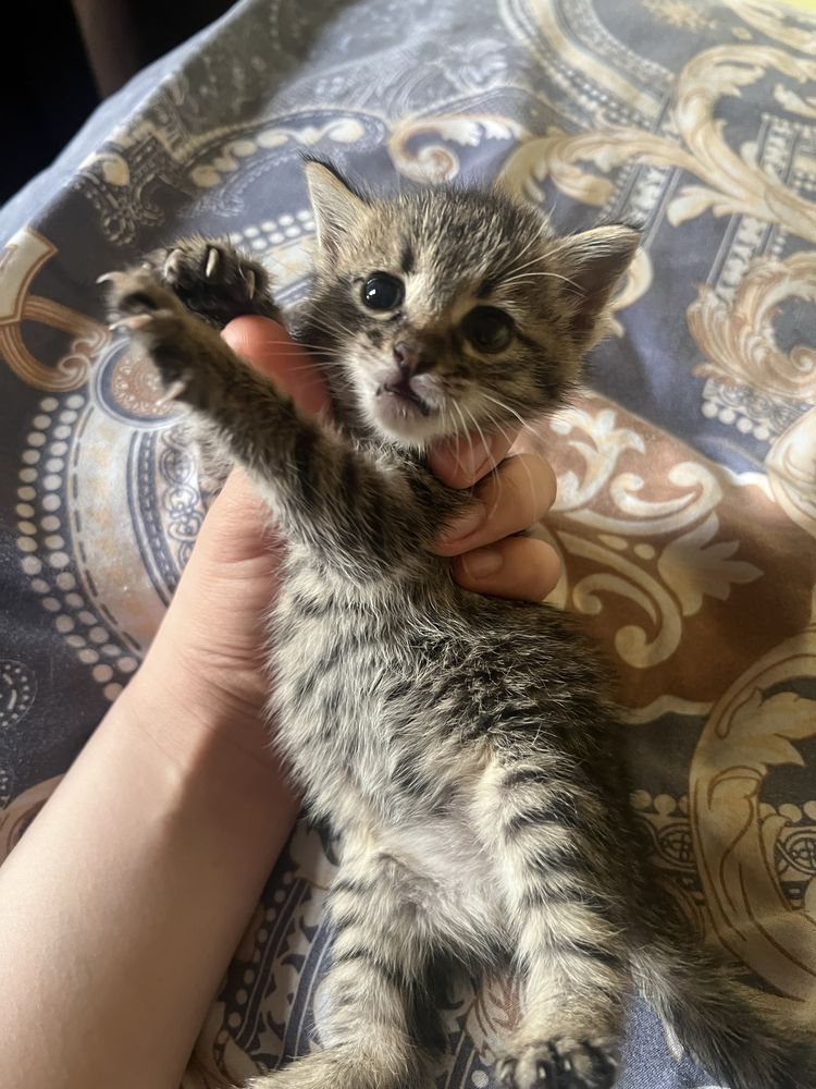 Кошки привченные
