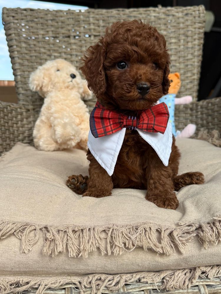 Toy mini red poodle