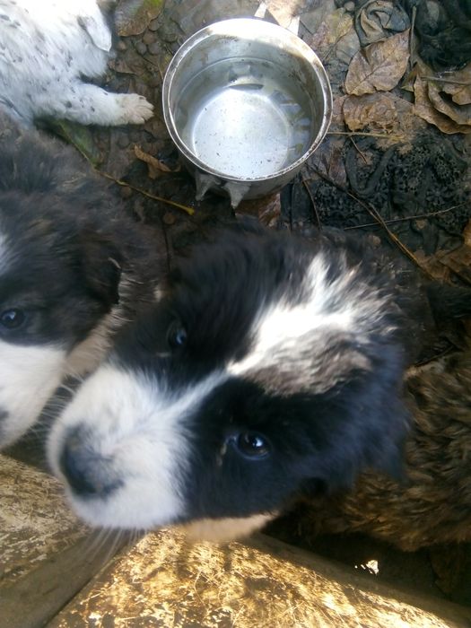 Подарявам кученца каракачанки , на месец и половина.