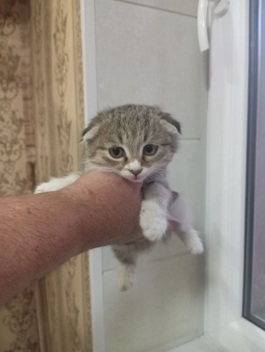 Продается котенок 400 тысяча сум