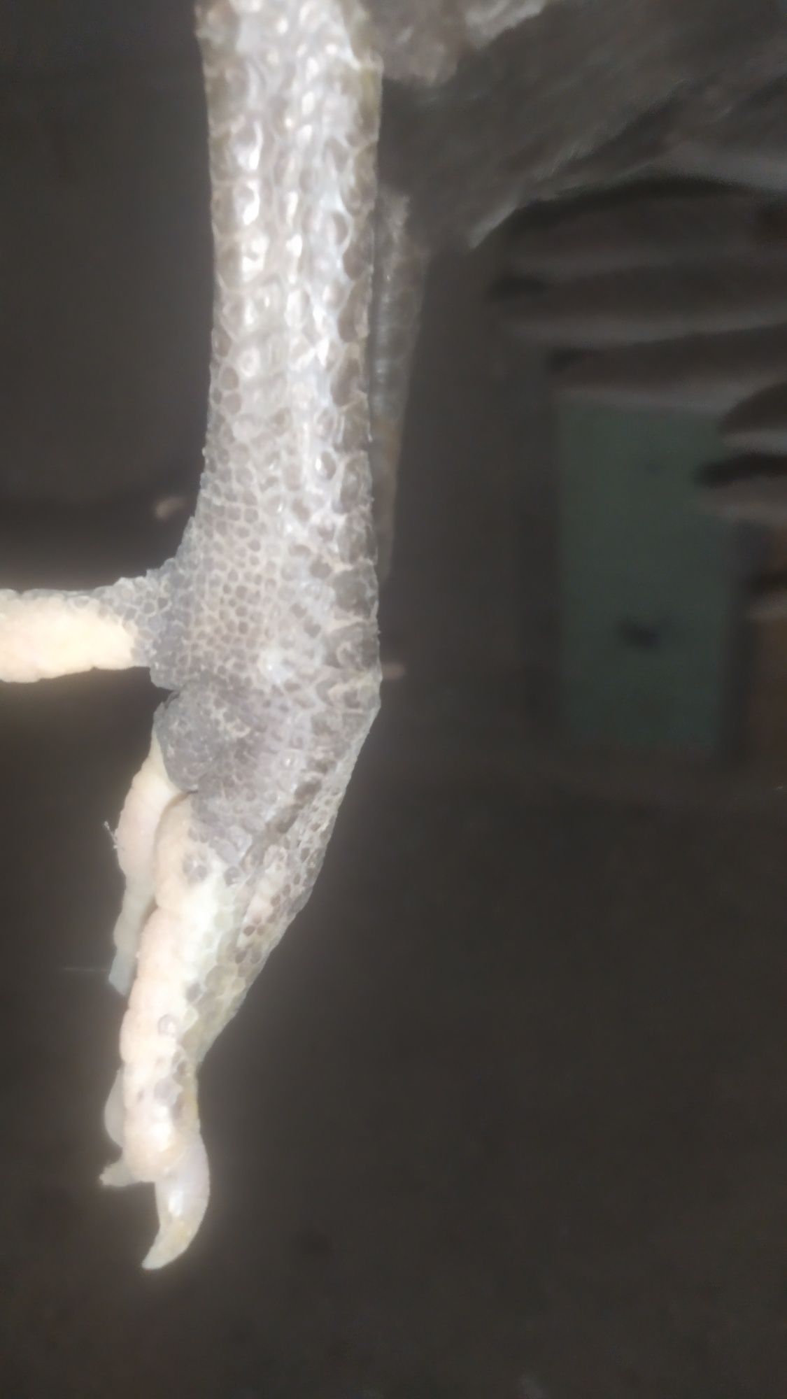 Qora shaxzoda joja 5 oylik vazni 1kilo gigant boʻladi narxi 149 ming