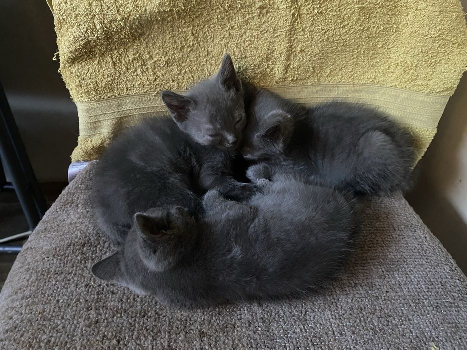 Продавам късокосмести британчета