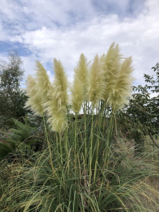 Pampas natural diferite modele