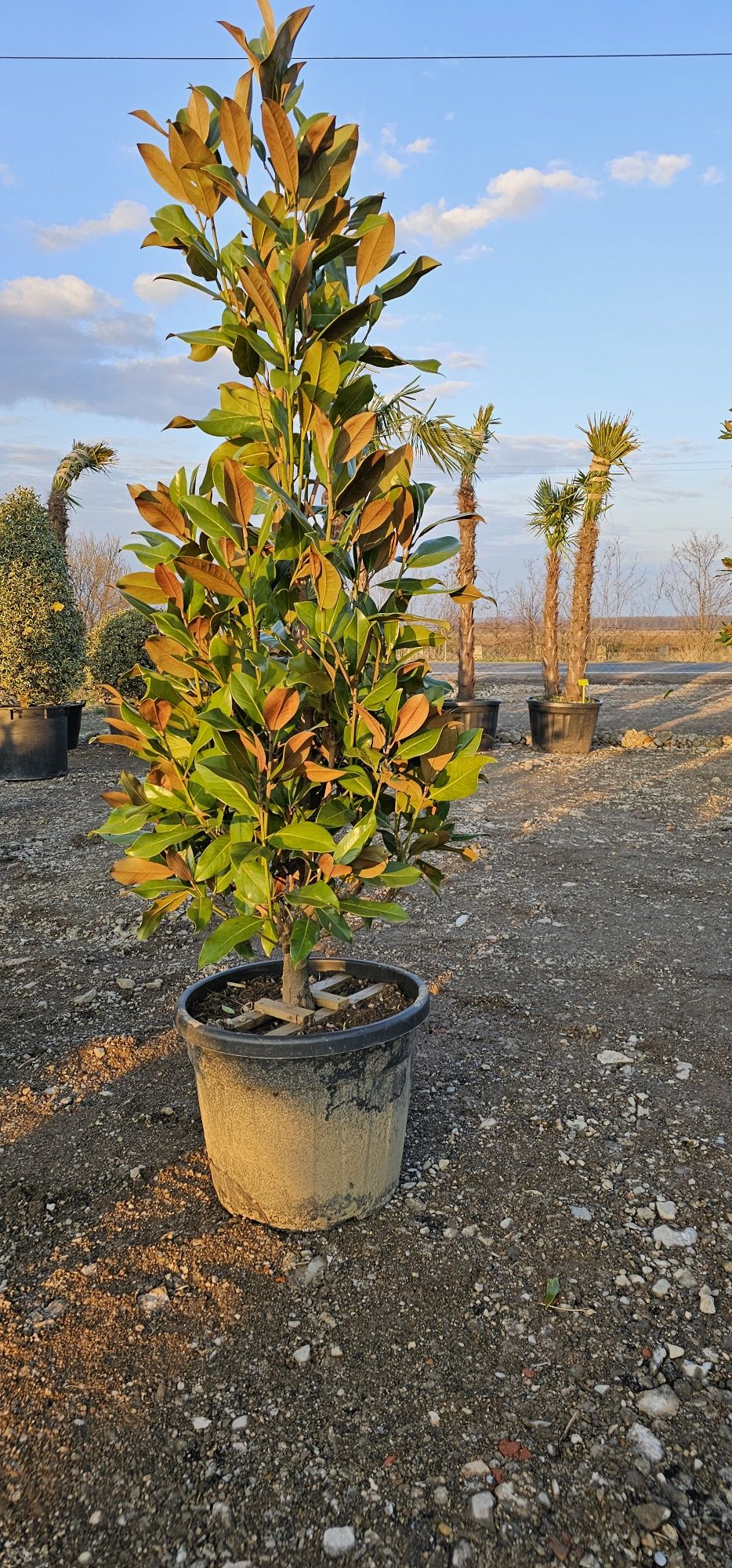 Magnolia grandiflora - Palmieri - Măslini