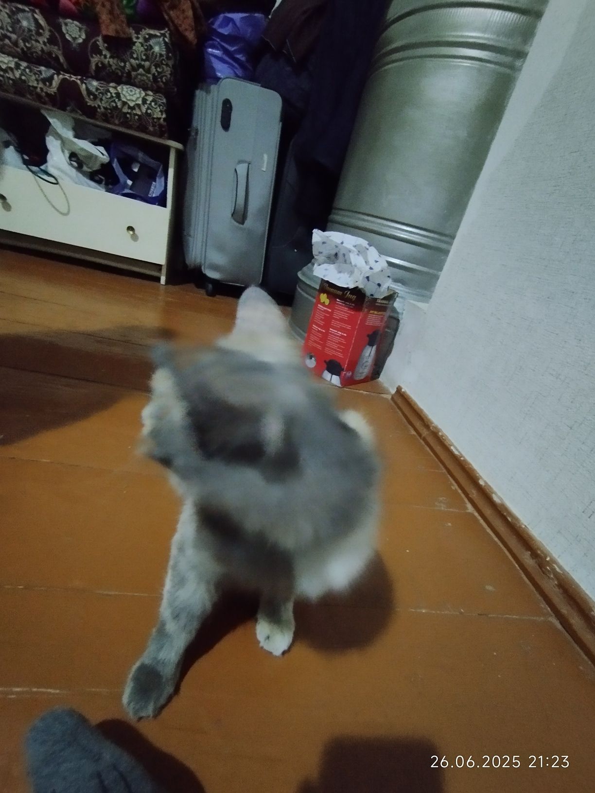 2 yoshli mushuk qiz bola