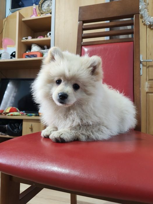 Малки кученца порода померан