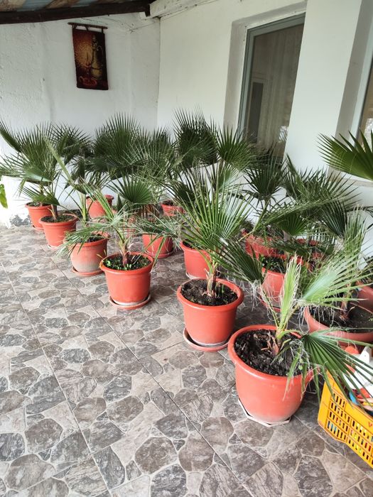 Palmier Washingtonia