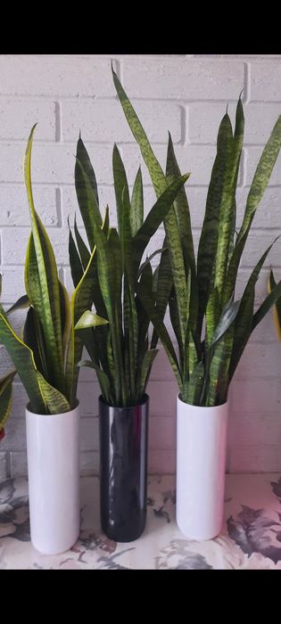 Сансевиерия (щучий хвост)