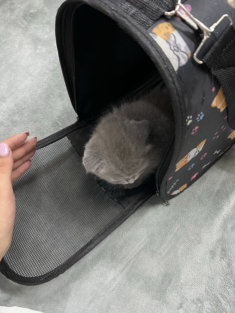 Scottish fold boy ( 3oylik, aqlli,mehribon judayam)