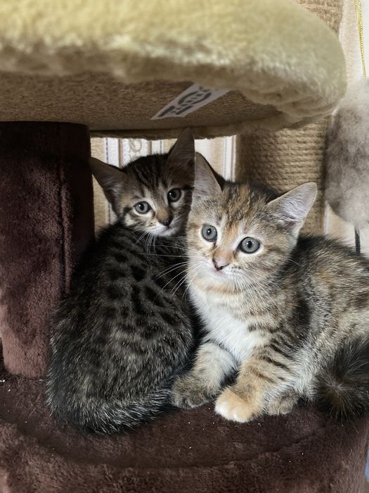 Отдам котят 2 мес.