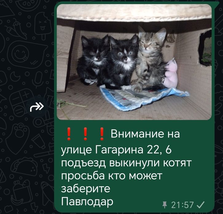 Выкинули котят в коробке
