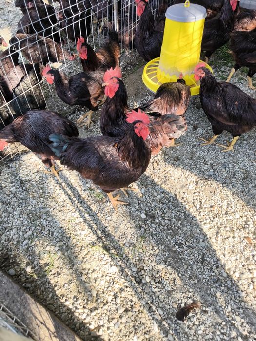 Cocosi Araucana si Rhode Island