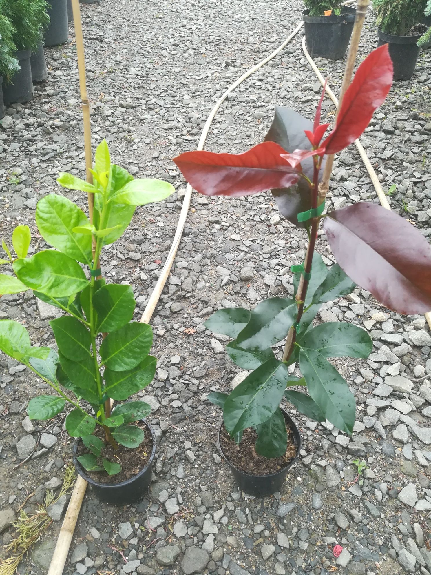 Prunus Laur englezesc si Photinia Red