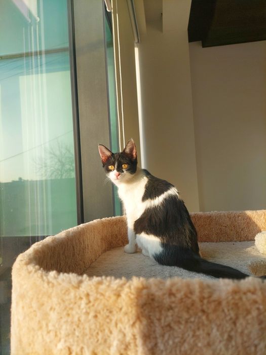 Котенок девочка Ташкент