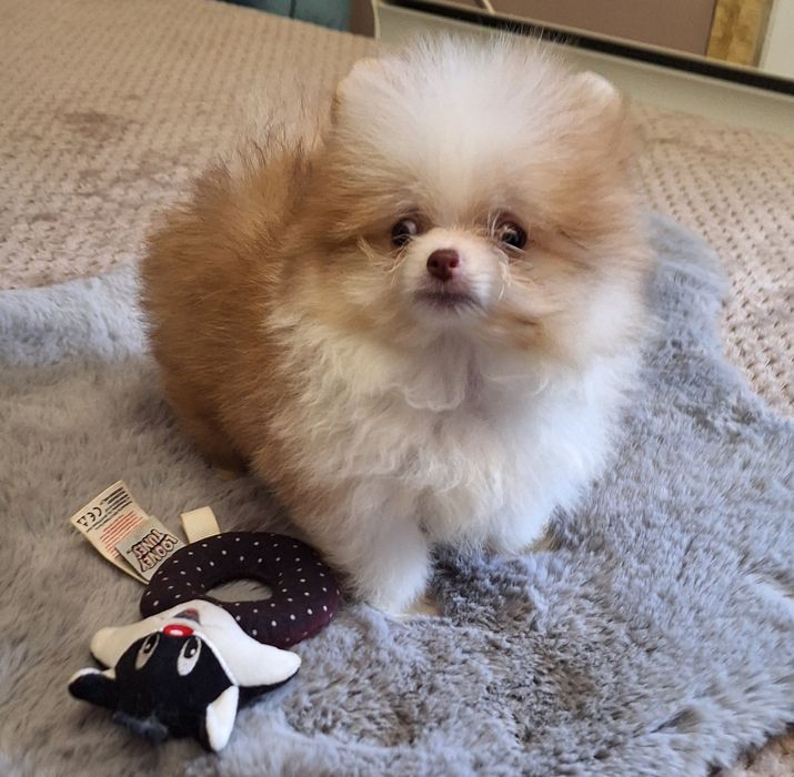 Померан,померанче