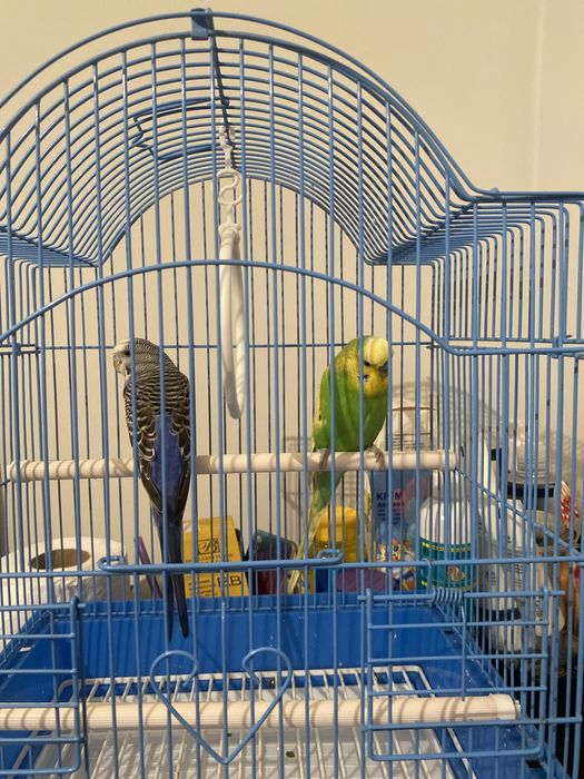 Папугай жағыдайы жақсы