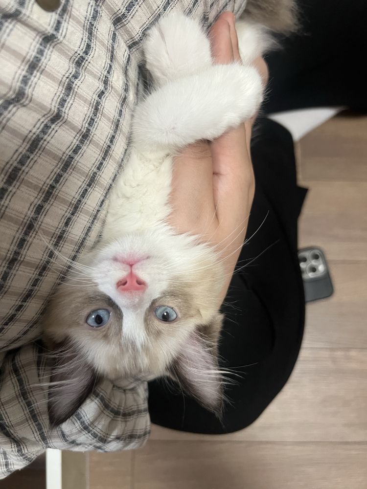 Красивый котёнок (тип рэгдолл) + всё в комплекте