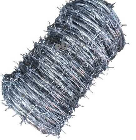 Sarma lamata Concertina/Nato