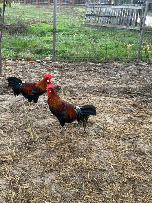 Vând cocoși italienii