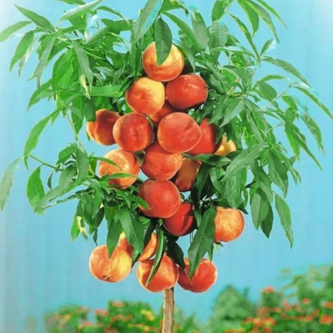 Pomi Fructiferi Columnari și Pitici