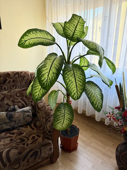 Floare de camera ornamentala Dieffenbachia