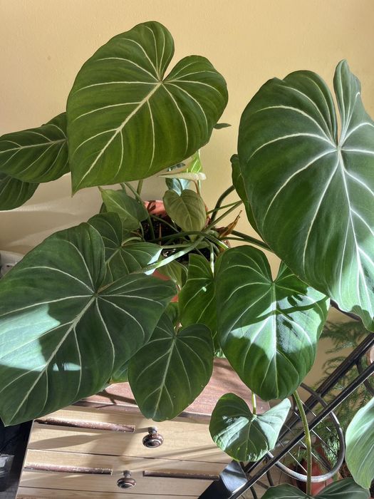 Филодендрон Зебра