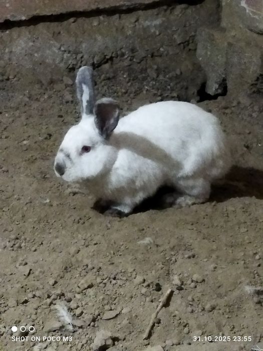 Колики 30штук срочно сатилади