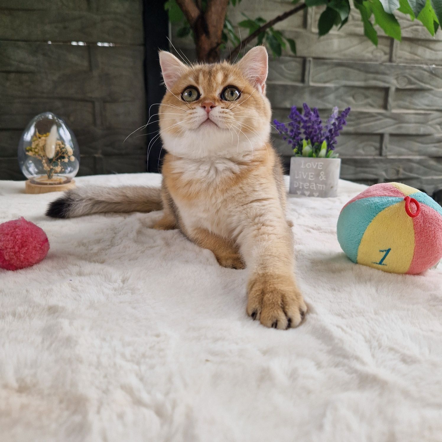 British shorthair golden