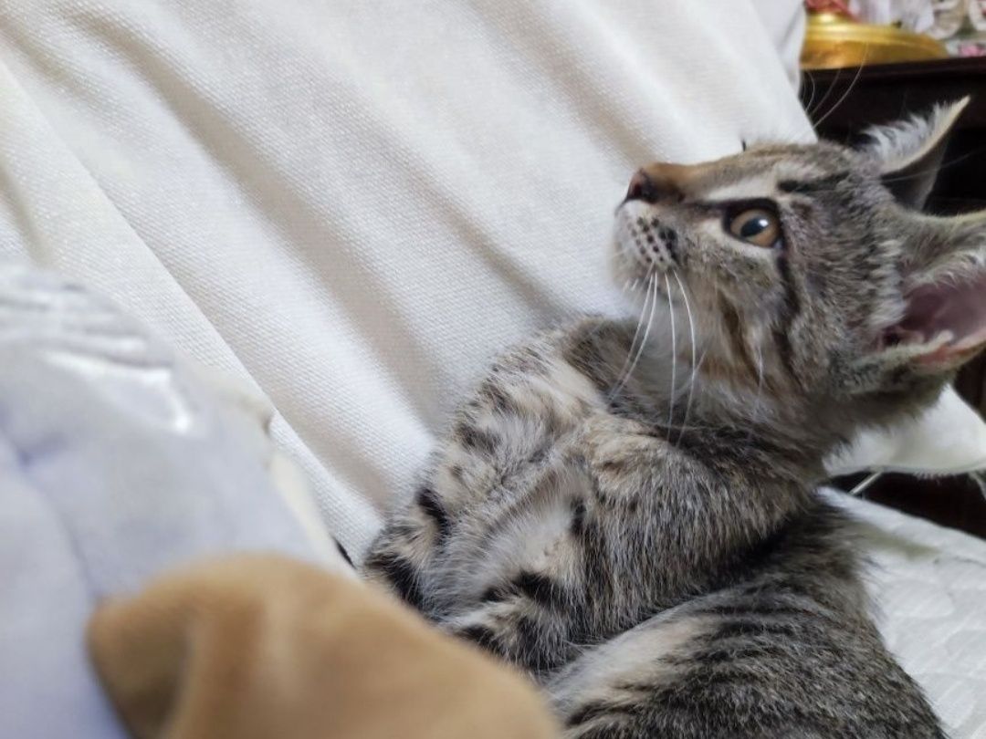 Отдам котят в хорошие руки