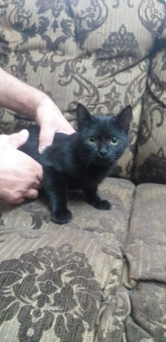 Отдам кота Барсика 3 мес
